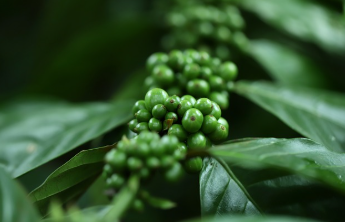 디즈니런 서울 2025 놓치면 후회하는 정보 16