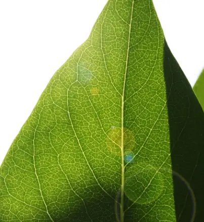 플로라필과 클로로필 차이 (쉽게 정리)