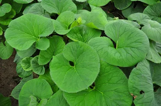 곰취 먹는방법 쌈 무침 장아찌 만드는법 요리 데치는방법_2