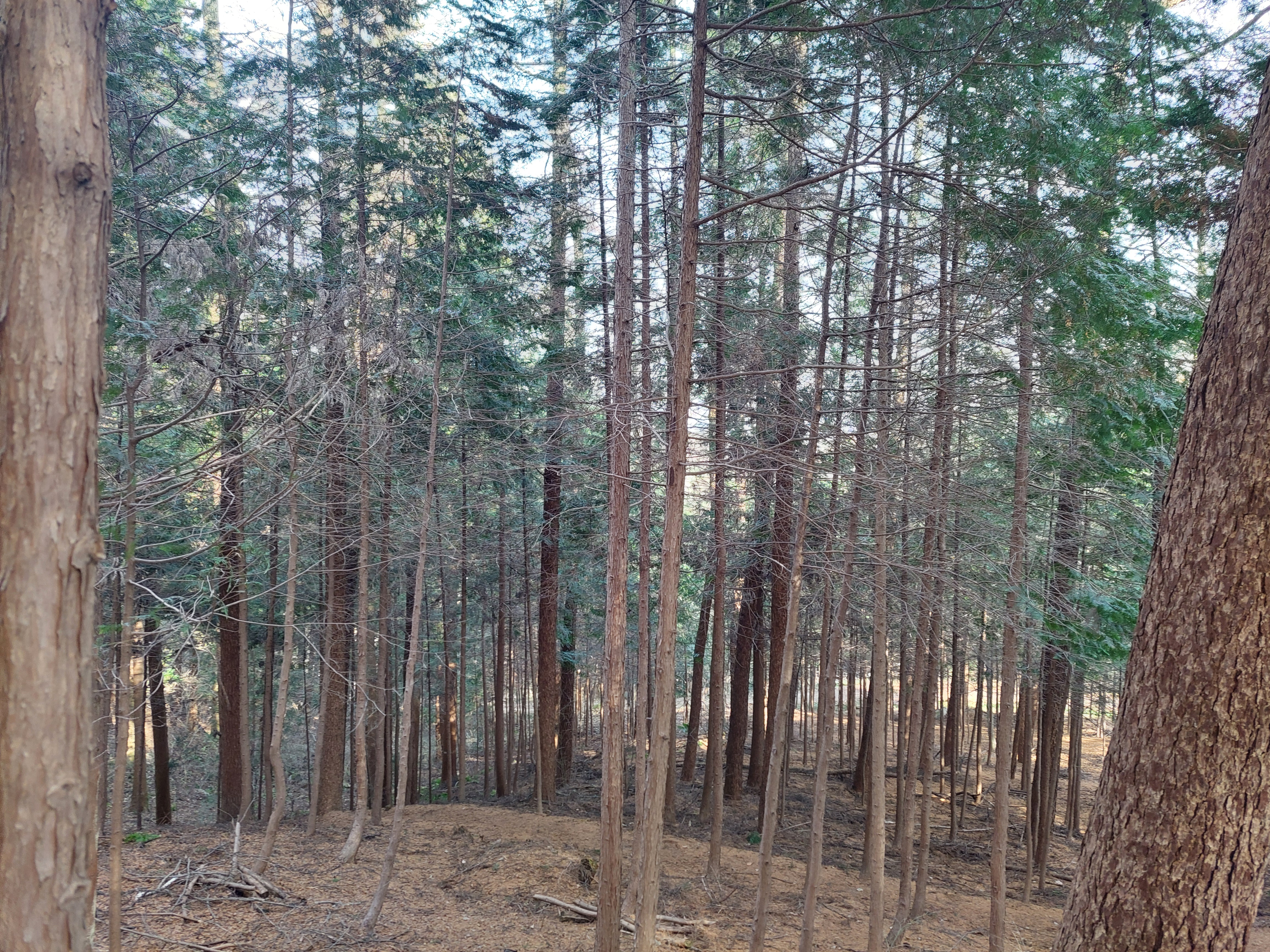 축령산