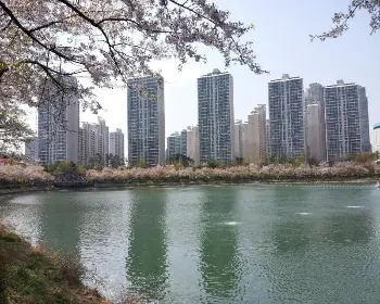 벚꽃 개화시기_19