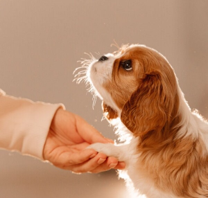 바라보는 강아지 눈 사진