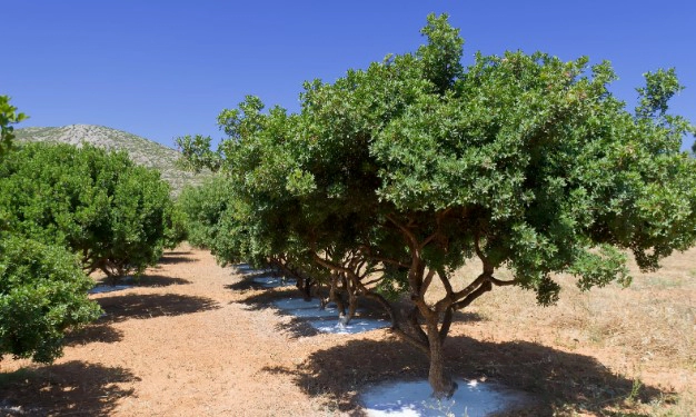 매스틱검 부작용