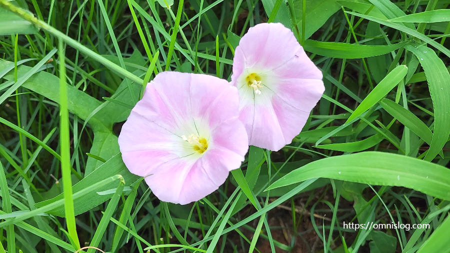 행동으로 나타나는 치매의 초기 증상