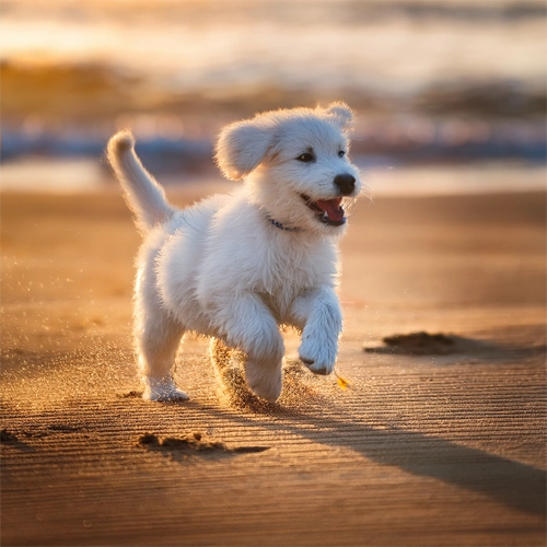 해변에서 신나게 뛰어 노는 강아지