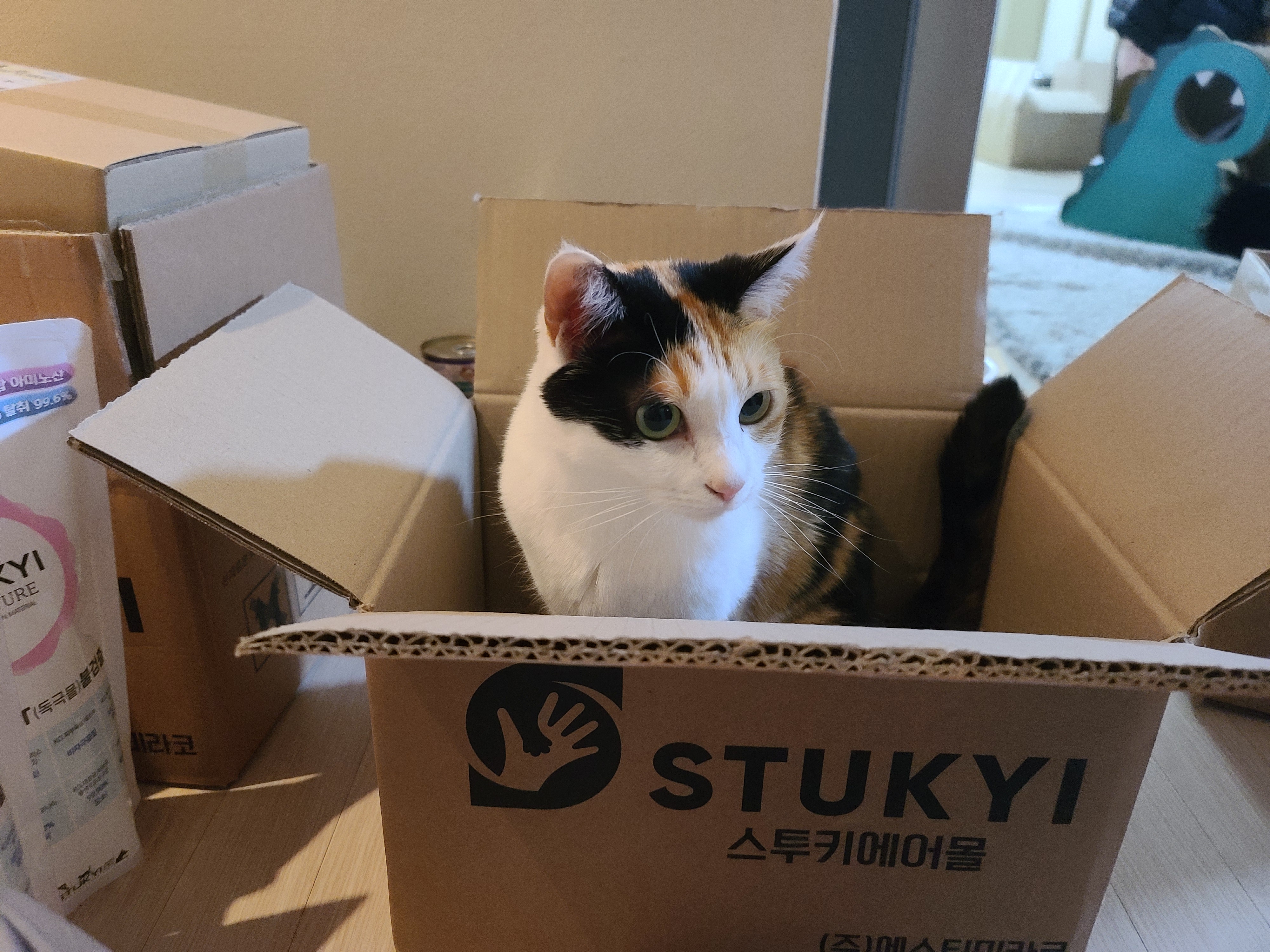 박스가 풍년이다!(feat.신난 건이와 요미.그리고 두리)