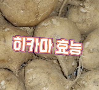 히카마-효능