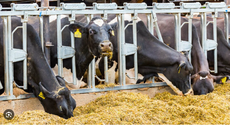 고병원성 조류인플루엔자