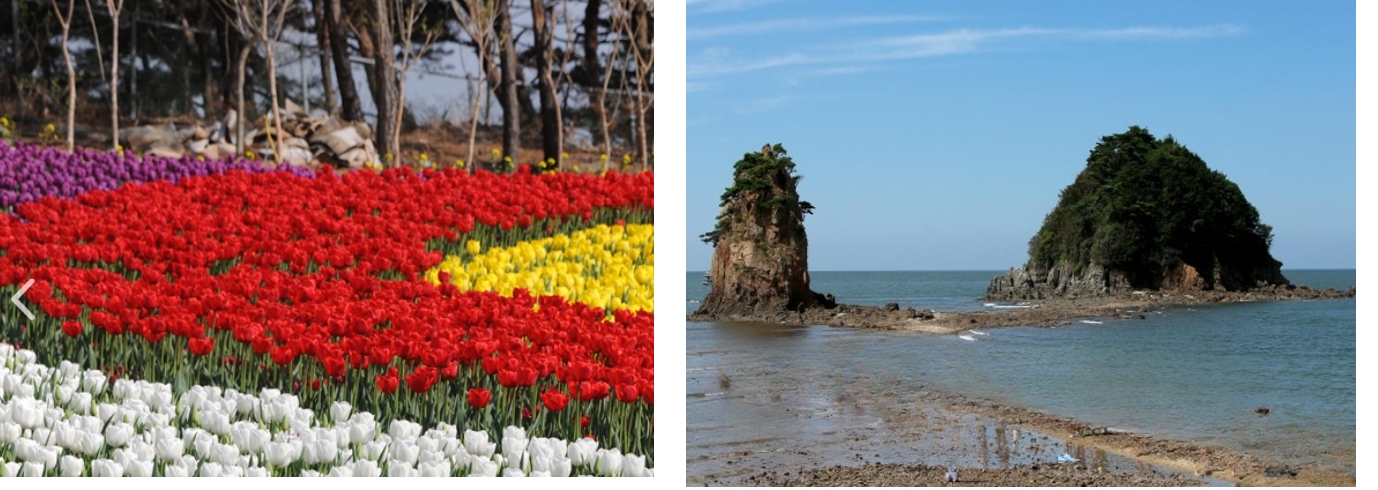 꽃지해수욕장과 튤립축제