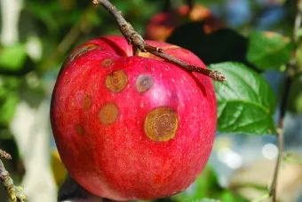 농사 병해충 예방법 진딧물 응애 노균병 탄저병 대처_10