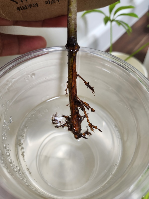 처음 집에 왔을 때 무화과나무 뿌리 상태