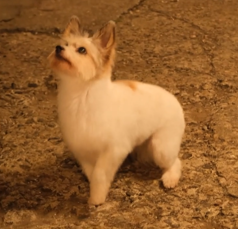 오늘도 사랑스럽개 정리