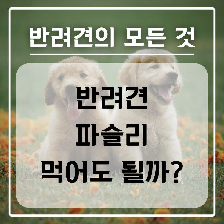 반려견 파슬리 급여 가능 여부, 적정량, 주의 사항