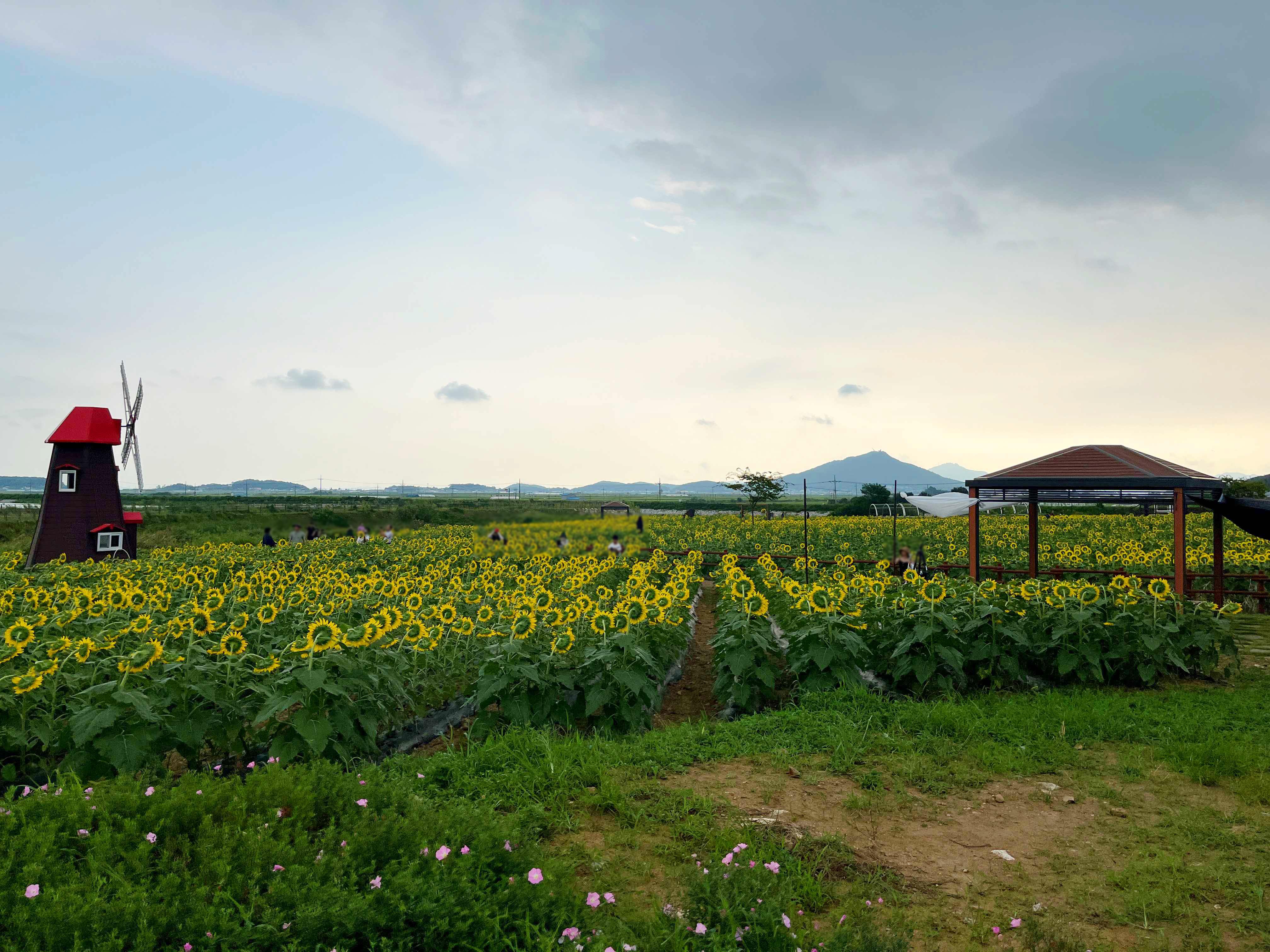 강화도 교동 난정 해바라기 정원 축제