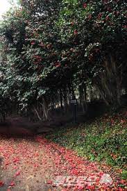 강진 백련사 동백축제 기본일정과 프로그램 소개