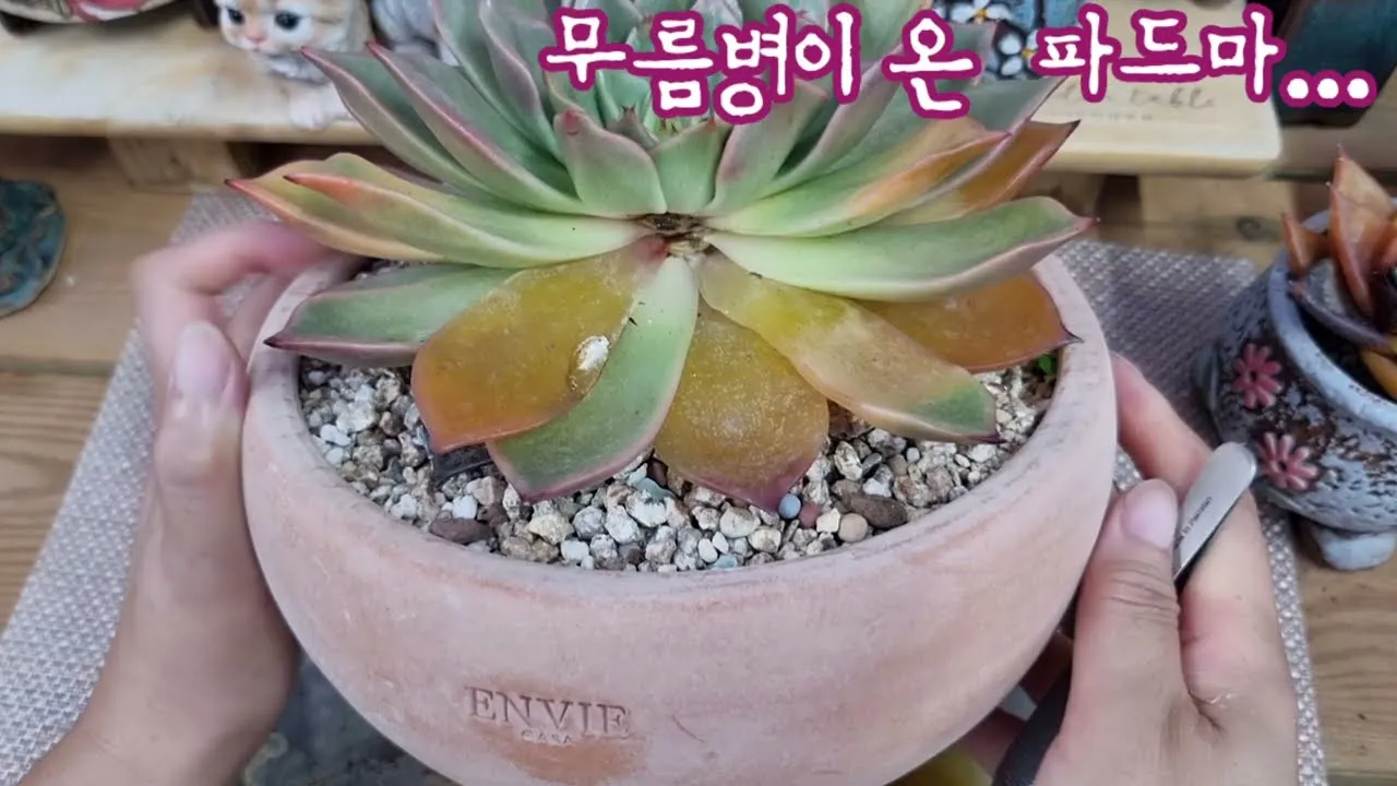 &amp;quot;다육이