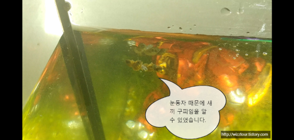 구피 먹는 물달팽이