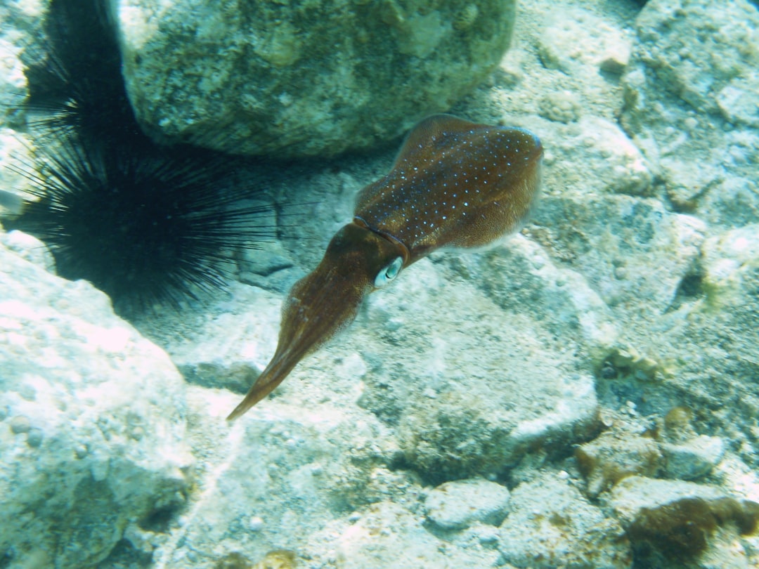 Squid