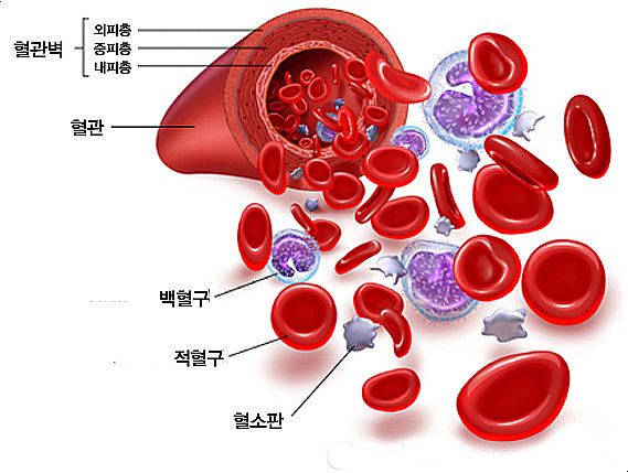 백혈구 정상 수치