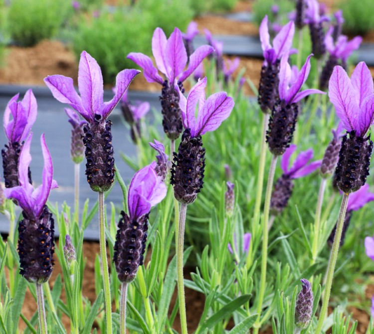 허브아일랜드 라벤더