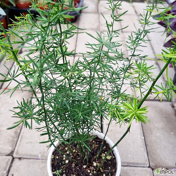 아스파라거스 마제파