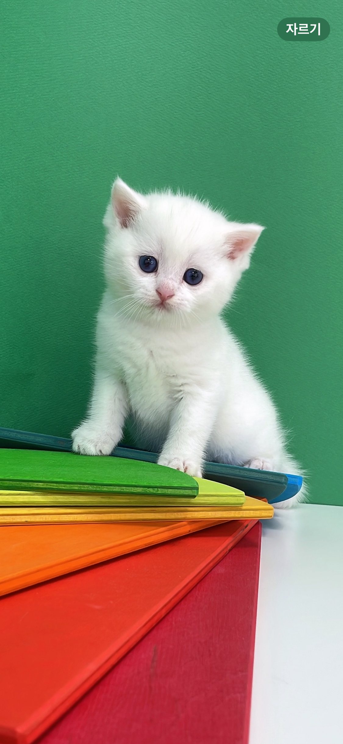 고양이분양 킨더펫