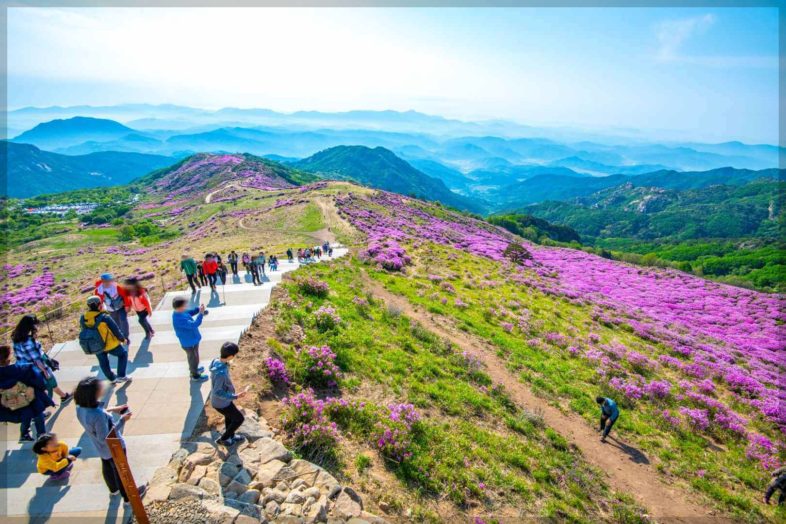 황매산 철쭉 축제 일정 주차장 실시간 개화 상황 추천 코스(총정리)