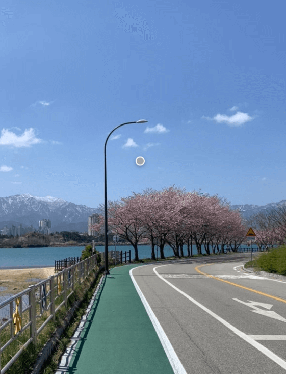 영랑호 벚꽃축제