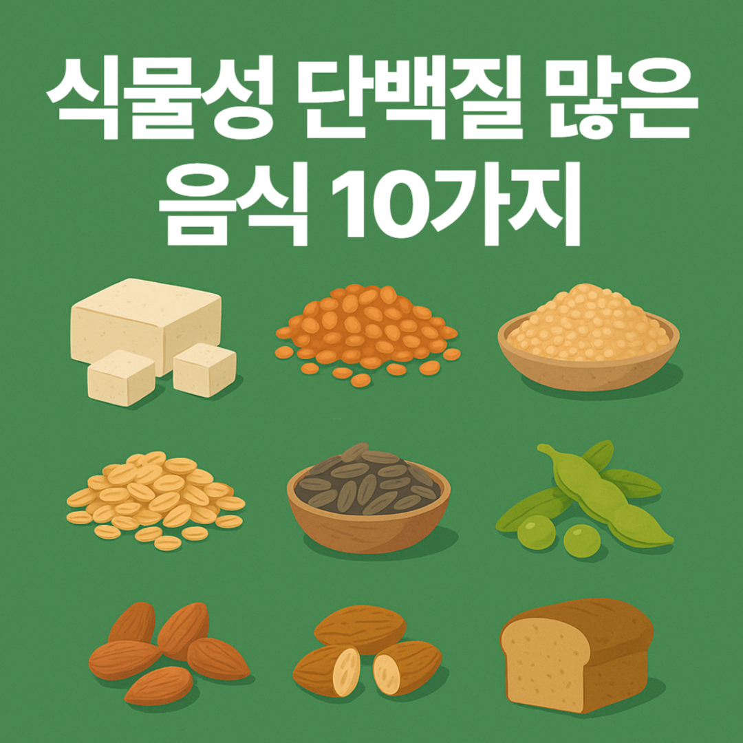 식물성 단백질 많은 음식