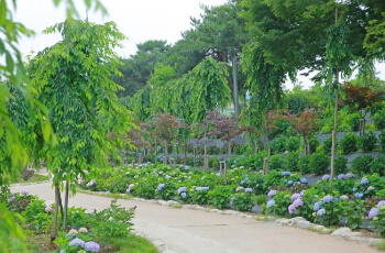 공주 수국축제 유구 색동 수국 정원_2