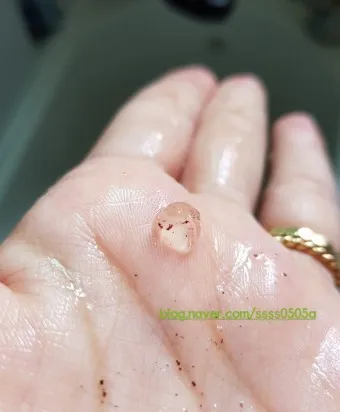 동양달팽이 가격 키우기 분양 수명 먹이 성격 종류_19