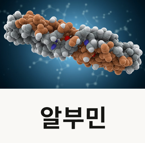 알부민 효능 영양제 수치 기준 가격 부작용 수액 주의사항 총정리