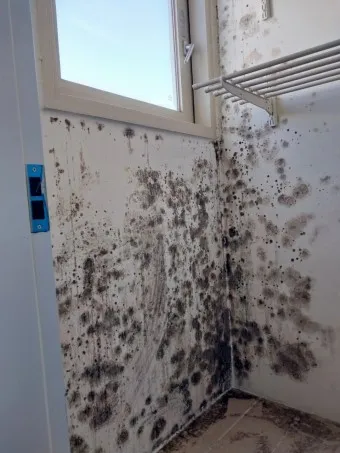 곰팡이 제거 방법 방지 페인트 냄새 없애기_13