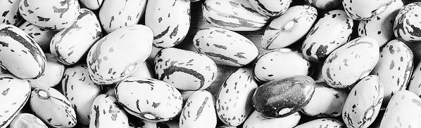 호랑이콩 나오는 시기: 물 관리