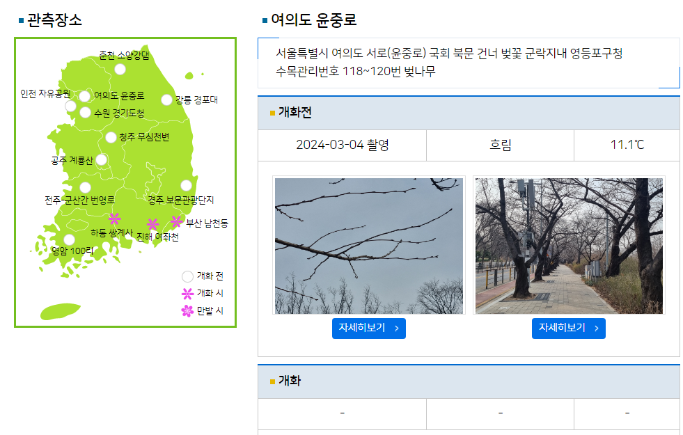 여의도-개화정도-확인-사진