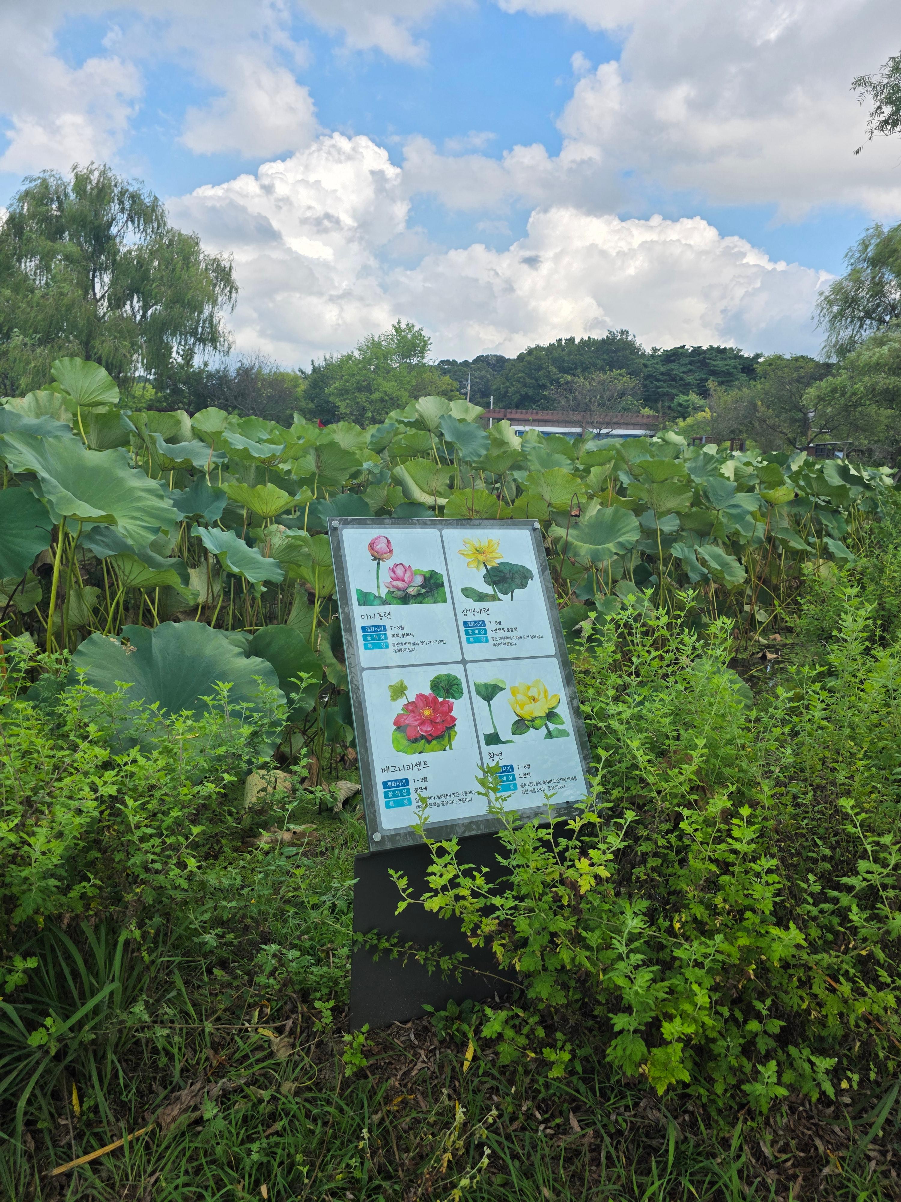 부여 궁남지 주차 운영시간 입장료 연꽃축제 서동요 백제 선화공주 05