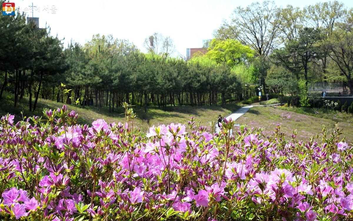 서울-불암산-철쭉제