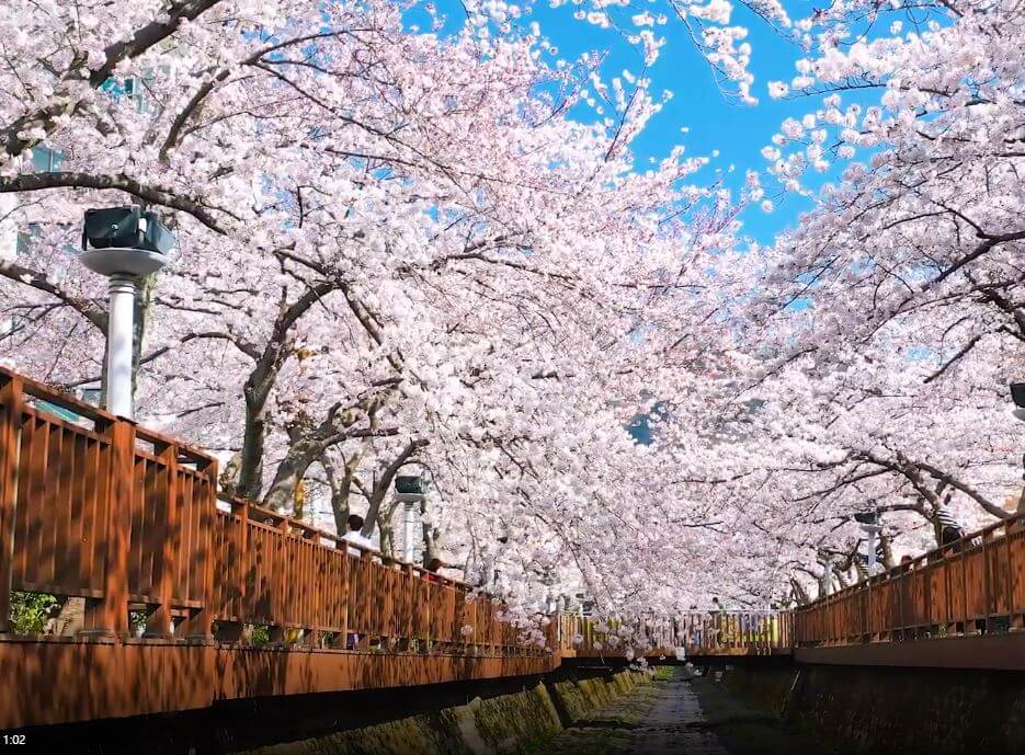 진해 군항제 축제 정보