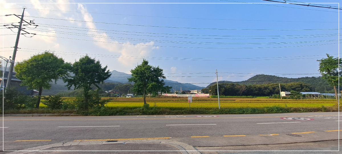 가평-맛집-청대문-시래기-보쌈정식-&-시래기-명태조림정식