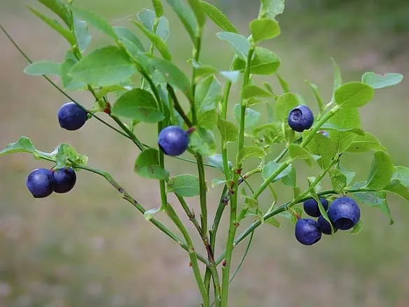 냉동 블루베리 부드러운 식감