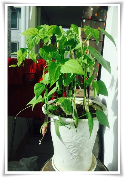 텃밭 "5월에 심기 좋은 작물" 초보도 척척, 실패 없이 풍성하게 수확하는 법!