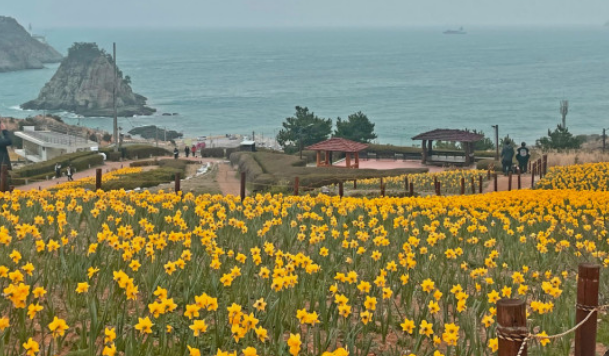 전국수선화명소