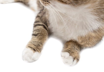 고양이의 수중에 있는 것.