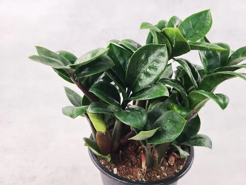 보석금전수 물주기 키우기 잎꽂이 꽃 노란잎 관리 재물운_4