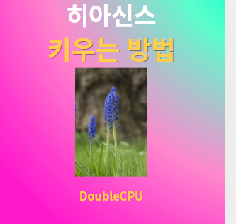 히아신스 키우기