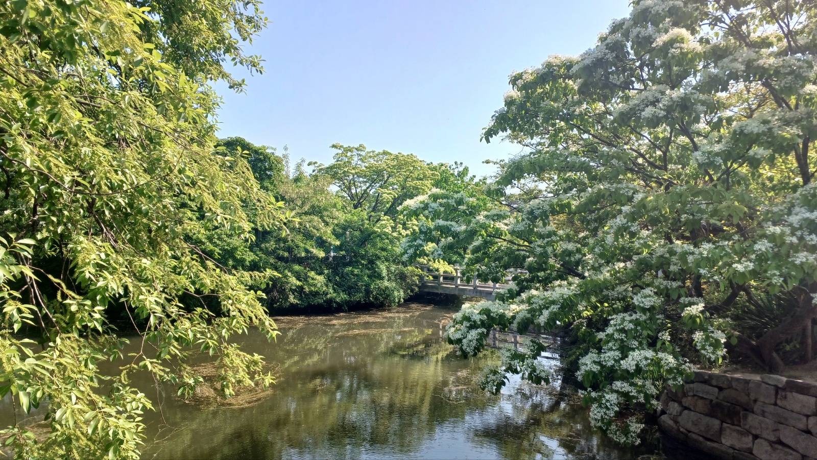 밀양 위양지 이팝나무