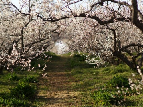 해남 여행 추천 보해매실농원