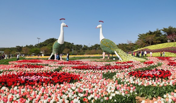 태안 세계튤립꽃박람회