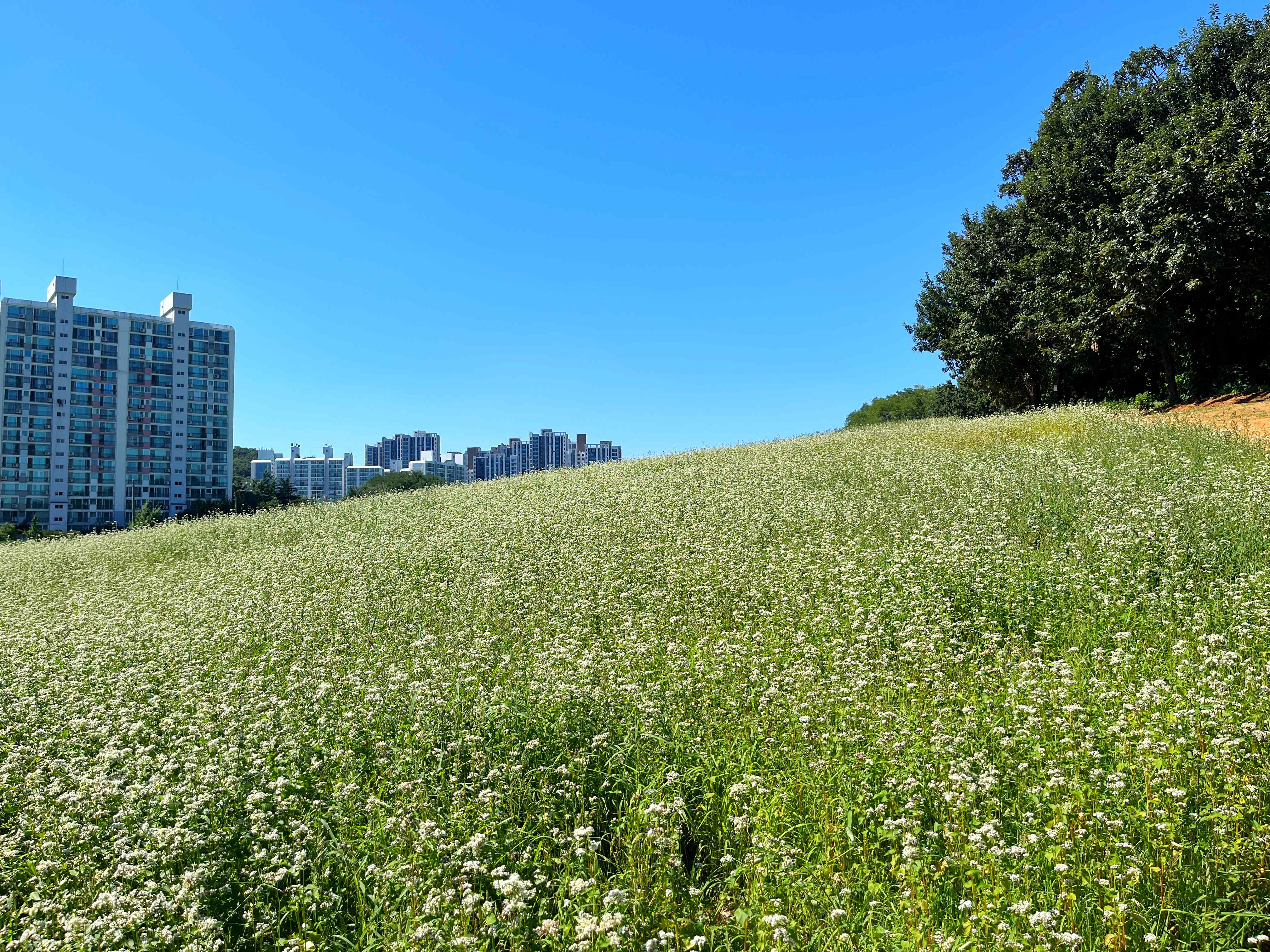 인천 선학동 메밀꽃