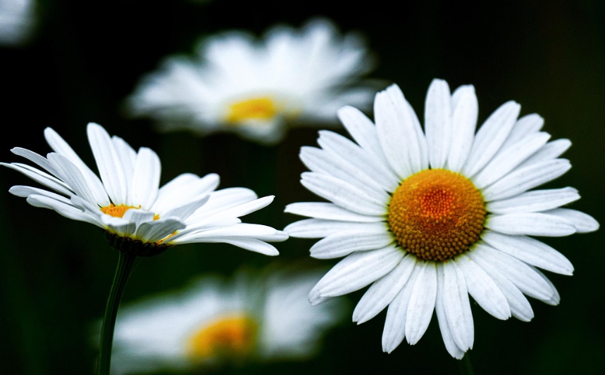 가을에 피는 꽃 종류 구절초